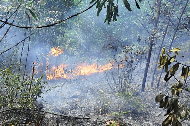 
Hiện trường vụ cháy 2,5ha rừng tại TP Hạ Long. Ảnh: Minh Đức
