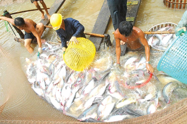 Nam Bộ đang sốt giá cá tra. ảnh: Hải Anh