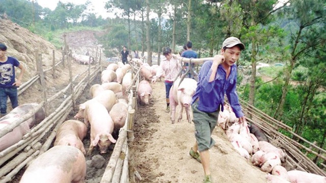 Lợn xuất khẩu sang Trung Quốc. Ảnh: T.L