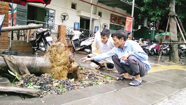 
Cây lát hoa bật gốc trên đường Nguyễn Chí Thanh. Ảnh: Đ.Việt
