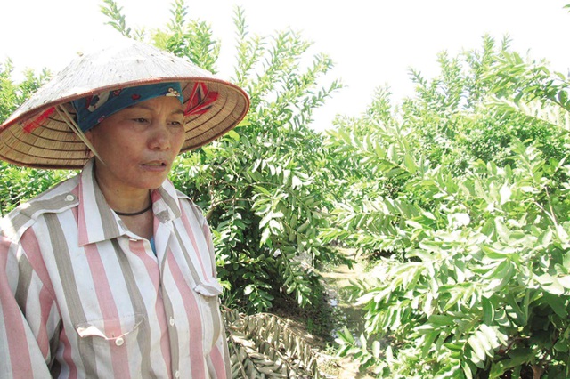 Bà Nguyễn Thị Hồng (thôn Lưu Giáo, xã Tượng Lĩnh) bức xúc vì vườn cây buộc phải chặt. Ảnh: N.T