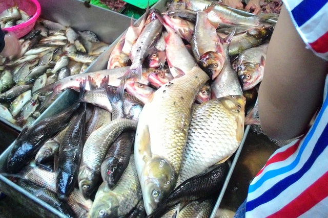 Ruồi nhặng bâu quanh cá tại chợ thực phẩm Dịch Vọng Hậu (ảnh chụp ngày 10/5). Ảnh: C.Tuân