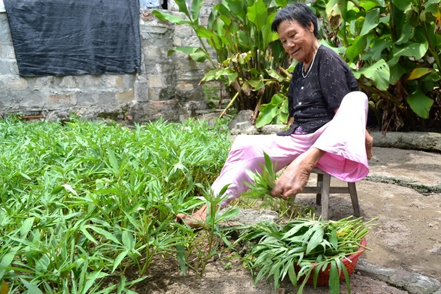 Tự trồng rau, nấu cơm và biết sống hòa đồng là bí quyết giúp bà Quế hơn 40 năm nay không phải đi bệnh viện. Ảnh: Đức Tùy