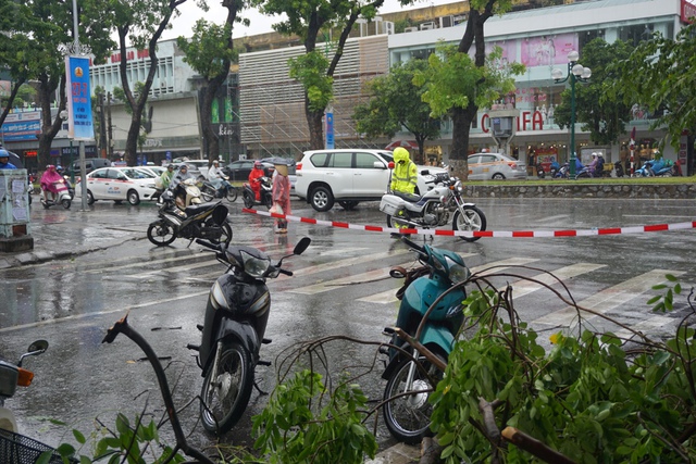 
Công an giao thông phải phong tỏa hiện trường để phục vụ công tác di dời cây cổ thụ
