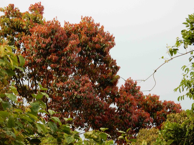 
Những ngày cuối tháng 4 và đầu tháng 5, nhiều cây trên bán đảo Sơn Trà bắt đầu thay lá khiến rừng nơi đây mê hoặc lòng người...
