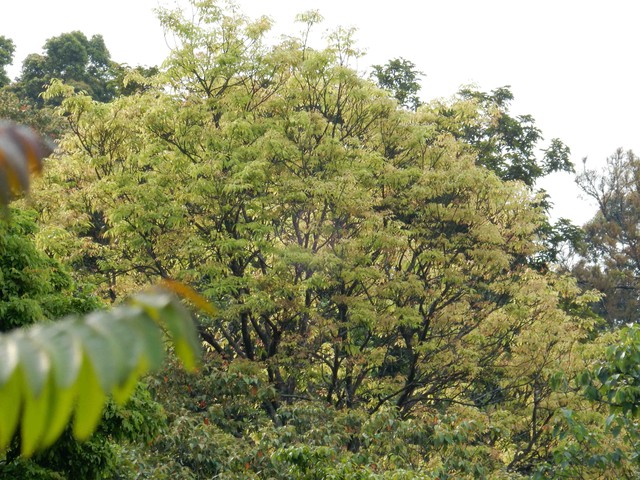 
Bán đảo Sơn Trà cũng có sự đa dạng về cấu trúc thành phần loài: tổng số loài thực vật bậc cao là 985 loài, chiếm 9,37% loài thực vật cao cấp của Việt Nam, thuộc 483 chi và 143 họ. Tổng số loài quý hiếm là 22 loài...
