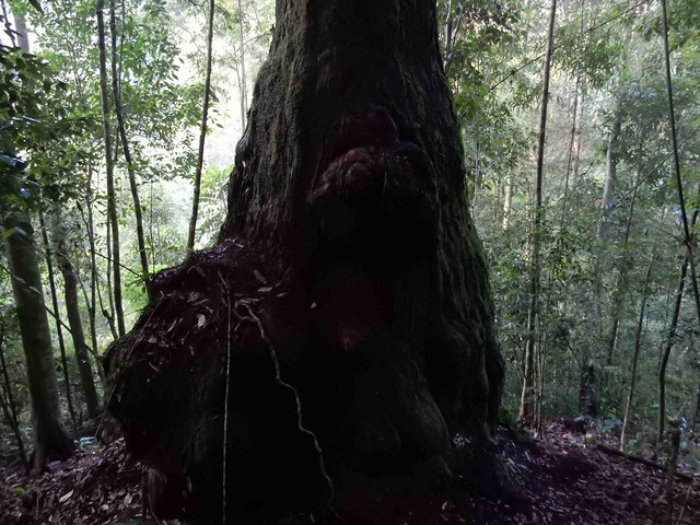
725 cây pơmu đăng ký Cây di sản Việt Nam có độ tuổi trên 250 năm, cây lớn nhất trên 1.000 tuổi
