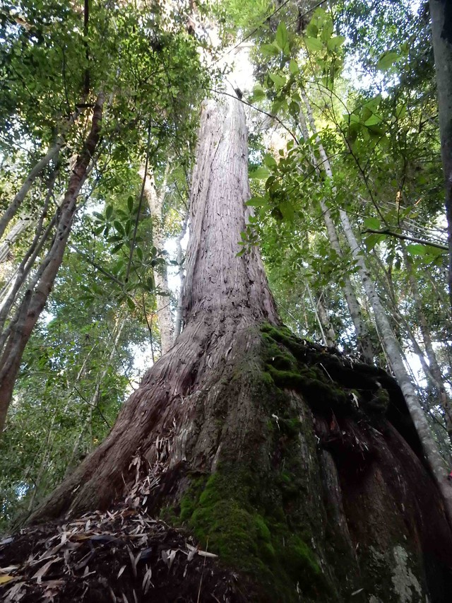 Tổng số cây pơmu đo đếm được là 1.366 cây, trong đó số cây có đường kính đo ở vị trí 1,3 m từ 10cm trở lên là 1.243 cây, số cây có đường kính dưới 10cm (cây tái sinh) là 123 cây. Cây lớn nhất có chu vi 7,52m