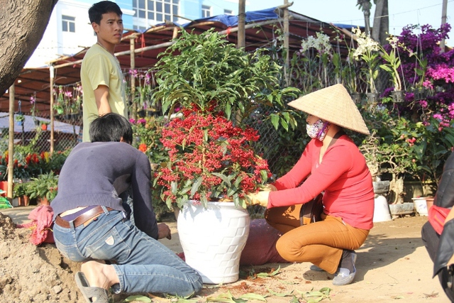 
các chủ sạp hoa đang tích cực cắt tỉa, sửa sang lại các chậu hoa cho ưng ý
