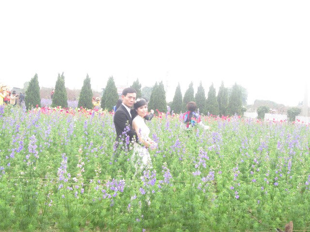 
Nhiều bạn trẻ cũng chọn vườn đào là nơi chụp ảnh cưới.
