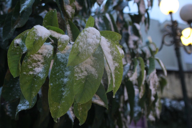 
Tuyết rơi bám vào cành cây. Sapa lúc này như được “mặc” thêm một lớp áo trắng xóa của mùa đông.
