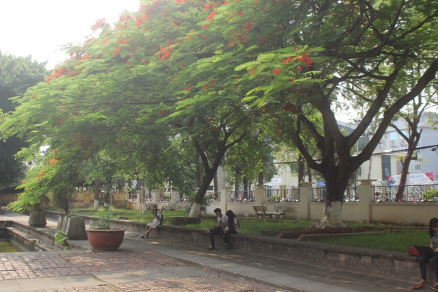 
và nghỉ ngơi dưới những hàng hoa phượng đua nhau khoe sắc.
