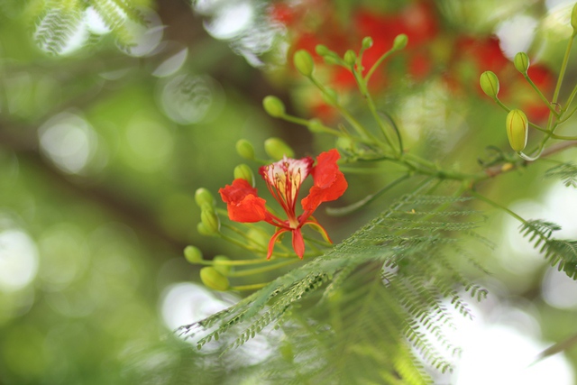 Hoa phượng vĩ có 4 cánh tỏa rộng màu đỏ tươi hay đỏ hơi cam. Cánh hoa thứ năm mọc thẳng, cánh hoa này lớn hơn một chút so với 4 cánh còn lại và lốm đốm màu trắng - vàng hoặc cam - vàng.