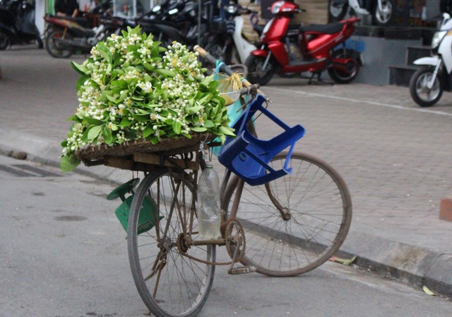 
Những chùm hoa bưởi gửi hương theo gió, len lỏi đến khắp các tuyến phố của Thủ đô.
