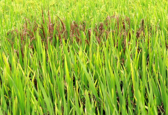 Giống lúa thảo dược màu đỏ được dùng để đánh dấu phần đất liền và biển đảo trên bản đồ