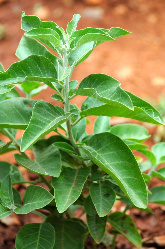 Rễ cây Ashwagandha giúp tăng cường chức năng tuyến giáp