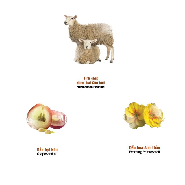 Tinh chất nhau thai cừu kết hợp với dầu hạt nho và dầu hoa Anh thảo giúp nuôi dưỡng làn da trắng sáng mịn màng