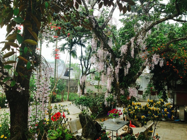 Bắt đầu trồng hoa lan từ cách đây gần 20 năm, nhưng mới chỉ vài năm gần đây ông Thịnh (thanh tra của Sở Giao thông ở tỉnh Điện Biên) chú ý đến dùng hoa lan tạo cảnh quan cho khuôn viên nhà mình.