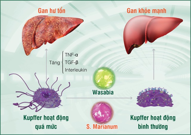 
Tinh chất Wasabia và S. Marianum (có trong HEWEL) giúp kiểm soát hoạt động tế bào Kupffer, từ đó giúp phòng, trị hiệu quả các bệnh lý gan từ gốc.
