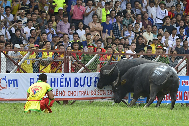 
Lễ hội chọi trâu Đồ Sơn là phong tục truyền thống tại địa phương gắn với tục thờ cúng thuỷ thần và tục hiến sinh, nhưng bên cạnh đó còn là tinh thần thượng võ của người dân Đồ Sơn, Hải Phòng.
