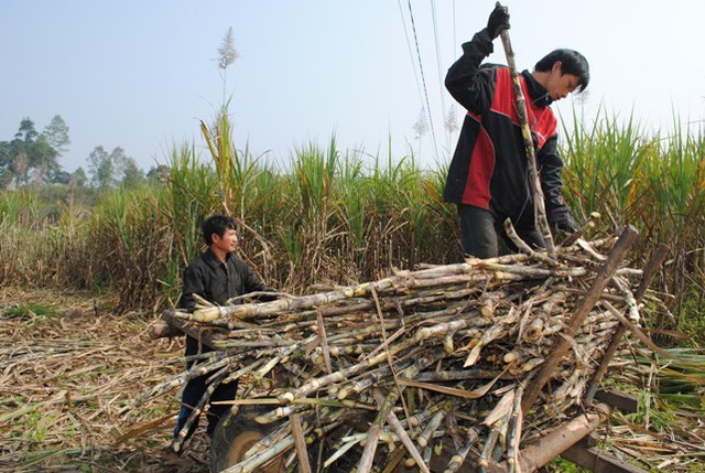 Khoảng giữa tháng 10 âm lịch, người dân Tân Hương bắt đầu thu hoạch mía chuẩn bị cho vụ mật Tết