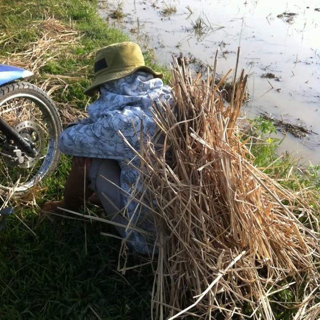 Phút nghỉ ngơi bên bờ ruộng. Ảnh: Nguyễn Văn Hoàn