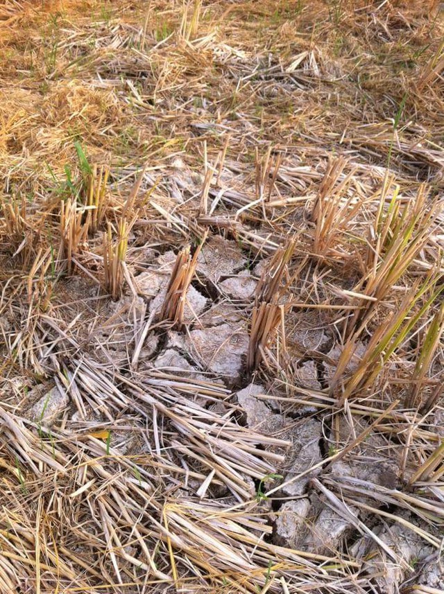 
Một mảnh ruộng ở xã Quỳnh Bá (Quỳnh Lưu, Nghệ An) nứt nẻ vì nắng nóng và thiếu nước. Ảnh: Nguyễn Văn Hoàn

