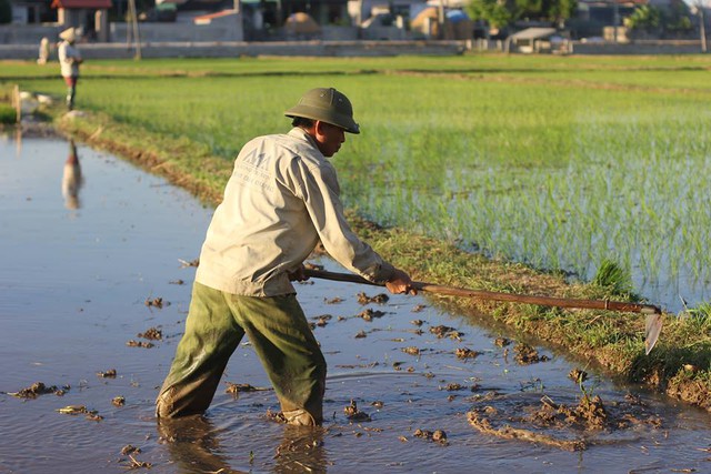 
Cuối buổi chiều, nông dân mới ra đồng vì nóng. Ảnh: Nguyễn Hồng Quân
