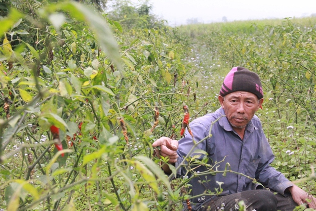 
Ông Minh bức xúc vì việc doanh nghiệp ngừng thu mua giữa chừng khiến ông phải để ớt rụng cả ruộng
