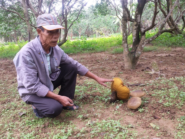 Ông Nguyễn Phước Quang cho hay, mỗi cây nấm từ lúc mới mọc đến lúc tàn phải mất hơn nửa tháng