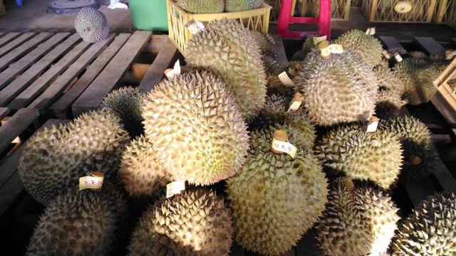 Sầu riêng đã được nhúng thuốc, chuẩn bị đem đi tiêu thụ - Ảnh: ANH KHOA