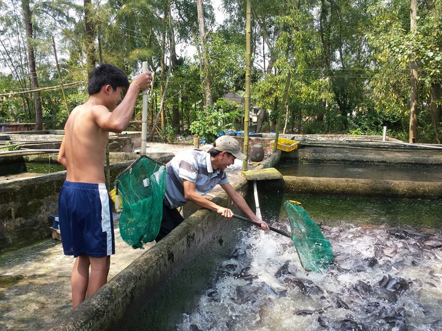 Trong bể cá với hàng ngàn con của gia đình ông Trần Phóng lúc nào cũng có vài chục con cá bạch tạng. Ảnh: L.Chung