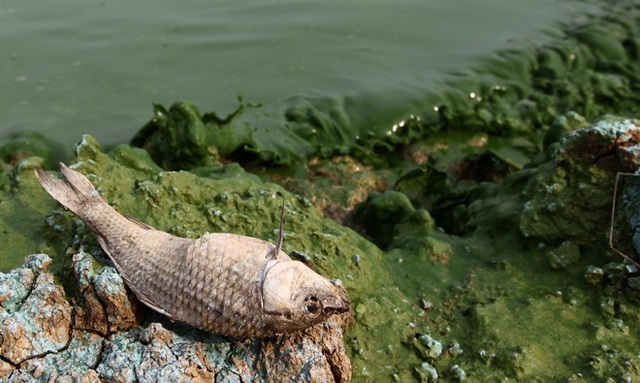 
Tảo màu xanh lá nở ở hồ nước ngọt lớn thứ 5 của Trung Quốc tại tỉnh An Huy, dẫn đến tình trạng cá chết hàng loạt vào tháng 5/2010. Ảnh:Anhui News.
