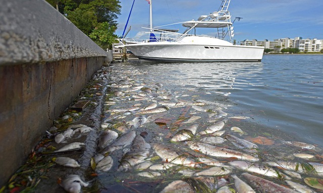 
Cá chết dồn đống gần Trung tâm Giải trí Bãi biển St. Pete ở vịnh Boca Ciega, Florida, Mỹ, vào tháng 12/2015. Nguyên nhân là do thủy triều đỏ làm cá chết ngạt. Ảnh:Sun Coast News.
