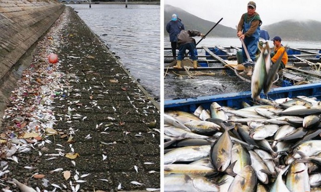 
Tháng 12/2015, 36 tấn cá chết dạt vào cửa sông Shing Mun, Sha Tin, Hong Kong, do thủy triều đỏ bắt nguồn từ sự nở rộ của loài tảo độc tên Karenia papilionacea, theo South China Morning Post. Ảnh:SCMP.
