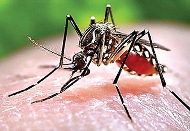 Muỗi vằn là trung gian lây truyền không chỉ virus Dengue gây bệnh sốt xuất huyết mà còn virus Zika, được cho là liên quan đến chứng đầu nhỏ ở thai nhi.