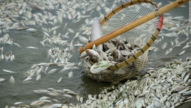 
Hơn 100 tấn cá chết do nhà máy xả thải nồng độ amoniac vượt mức cho phép. Nguồn: CNN
