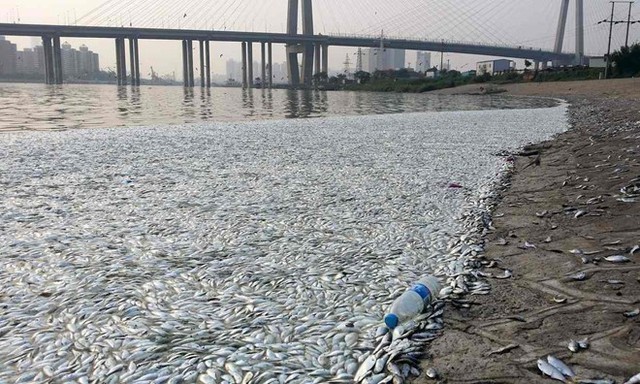 
Nhà máy lưu trữ đến 700 tấn chất độc cyanide bị nổ, sau đó hàng nghìn con cá chết ở Thiên Tân, Trung Quốc. Nguồn: Rex
