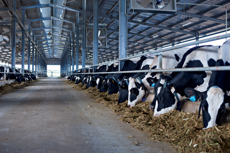Vinamilk xuất khẩu gần 136 triệu USD các sản phẩm sữa 1
