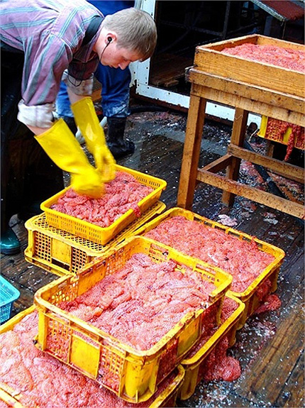'Vàng đỏ' đặc sản Nga được chế biến như thế nào? 6 'Vàng đỏ' đặc sản Nga được chế biến như thế nào? 6