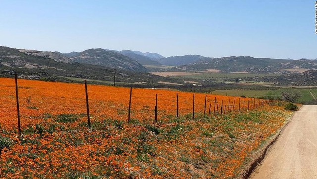 Tháng 10 hàng năm, Nam Phi có những vùng đất trải rộng được bao phủ bởi vô vàn loài hoa kỳ lạ có màu sắc rất sặc sỡ. Du khách có thể đến với Công viên quốc gia West Coast hoặc vùng Namaqualand để được thưởng ngoạn khung cảnh tuyệt vời này.