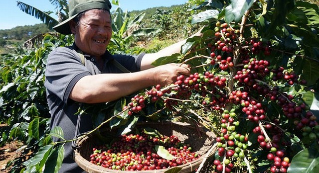 Sản xuất cà phê sạch-bền vững giúp cà phê Việt xuất khẩu được giá cao hơn.