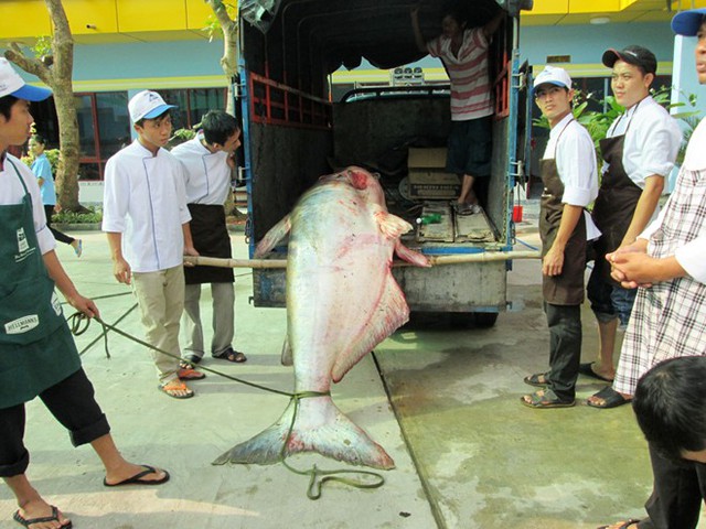 cá-hô, Tra dầu, cá hô, cá đuối, cá chình, cá rồng, cá-thần, thủ-quái, dân-nhậu, miền-Tây