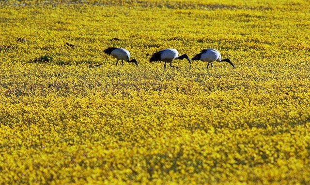 Hàng năm, khu vực bán khô hạn của Namaqualand ở tỉnh Bắc Cape được tô điểm bằng những thảm hoa trải rộng miên man. Có đến hơn 4.000 loài hoa khác nhau ở Namaqualand.