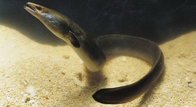 Tiếc thương chú lươn già nhất thế giới đã qua đời, thọ 155 tuổi