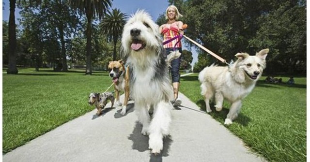 Dắt chó đi dạo có thể kiếm tới 96.000 USD/năm.