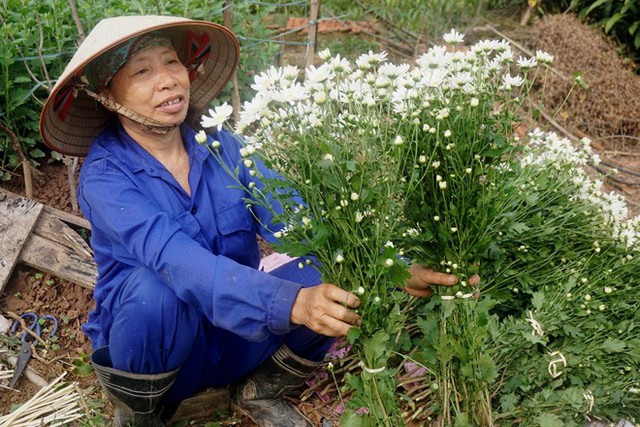 Cúc họa mi làm nóng thị trường hoa Hà Nội