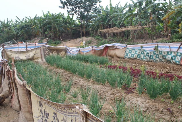 Khóm rau bà trồng ở ven sông để Tết bán lấy ít tiền đong gạo
