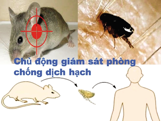 Theo các chuyên gia y tế, dịch hạch là bệnh truyền nhiễm nguy hiểm, chủ yếu lây lan từ chuột. 	ảnh minh họa