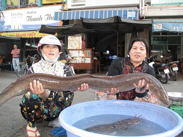 cá-hô, Tra dầu, cá hô, cá đuối, cá chình, cá rồng, cá-thần, thủ-quái, dân-nhậu, miền-Tây